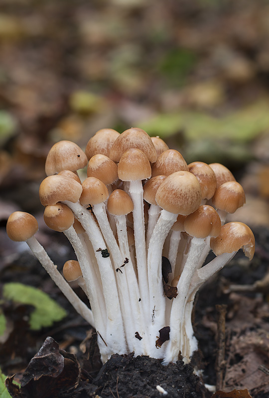 Psathyrella multipedata